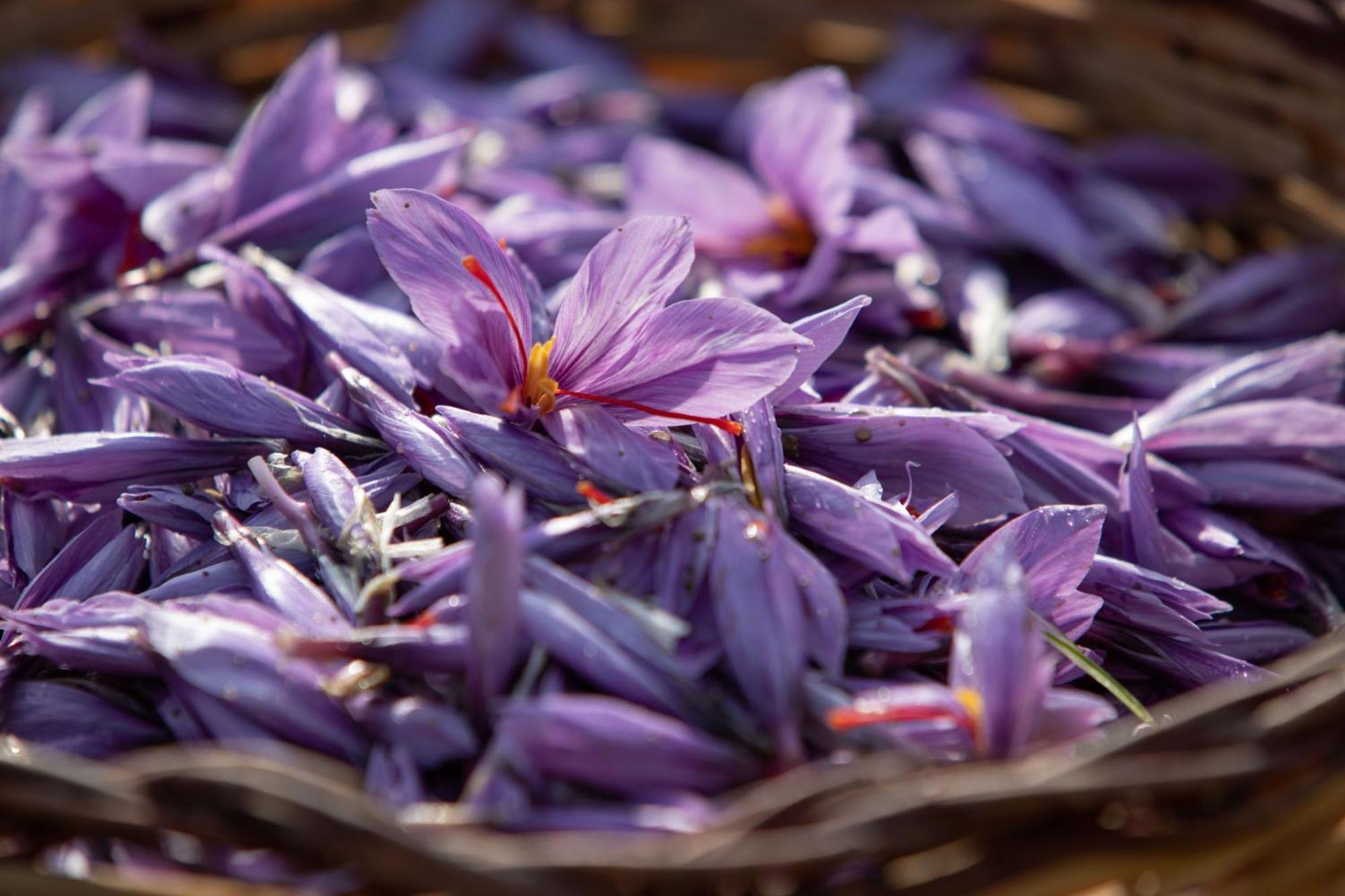 Campodipietra Agriturismo Terra E Sapori מראה חיצוני תמונה